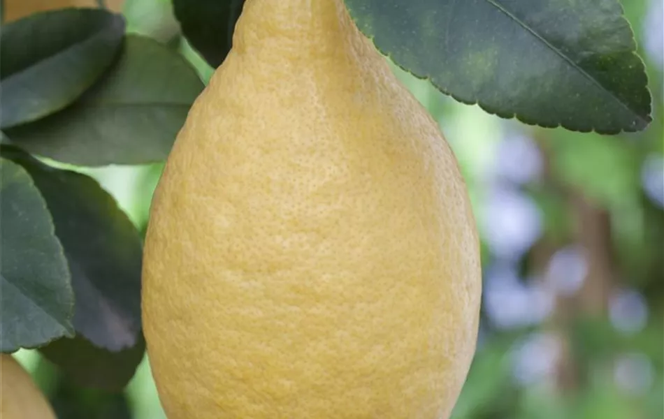 Citrus limon, Stamm