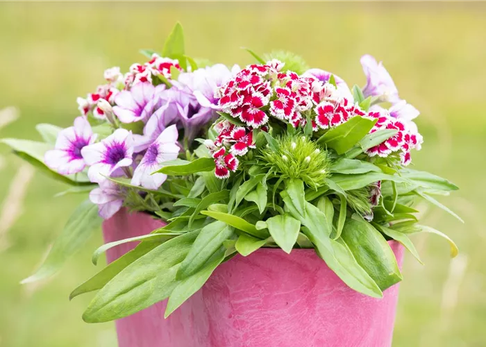 1A Garten Krauss Pflanzen aus der Oberpfalz