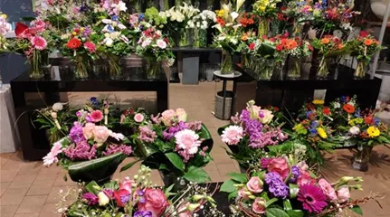 1A Garten Krauss Pflanzen aus der Oberpfalz