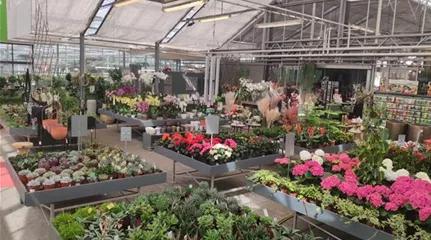 1A Garten Krauss Pflanzen aus der Oberpfalz