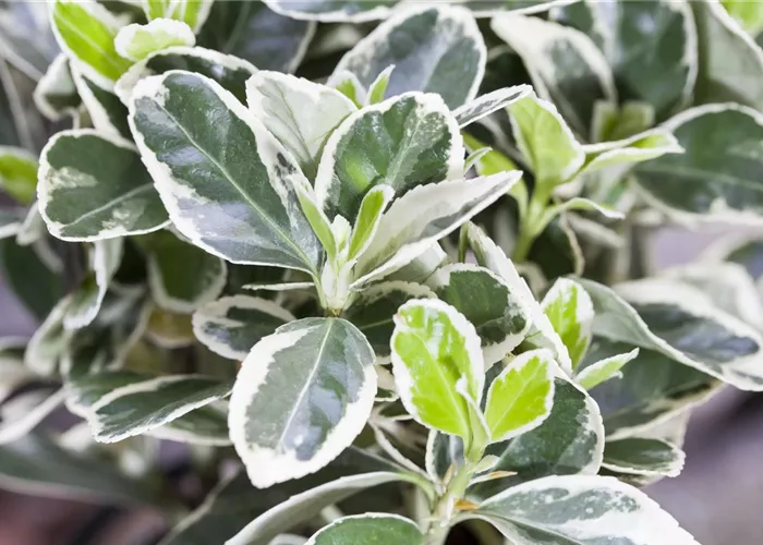 1A Garten Krauss Pflanzen aus der Oberpfalz