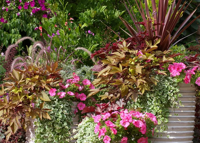 terrasse-pflanzen-pink-bronze[1].jpg