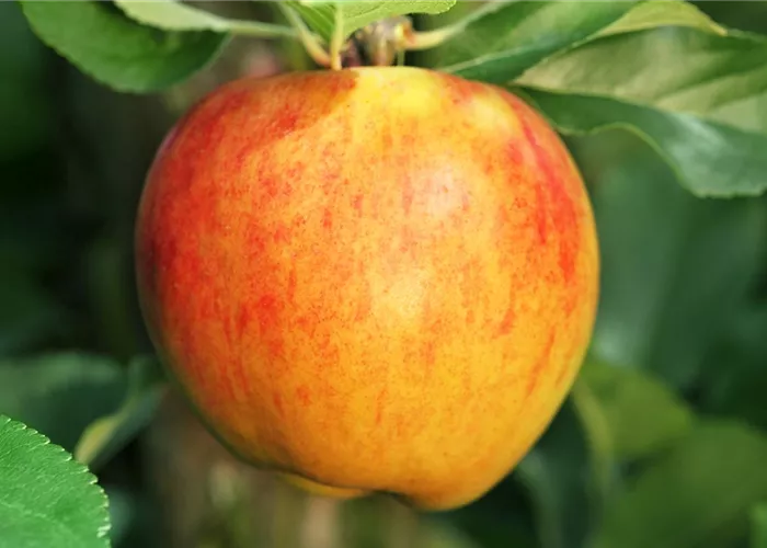 Obstbaum pflanzen: Apfel nach Apfel?