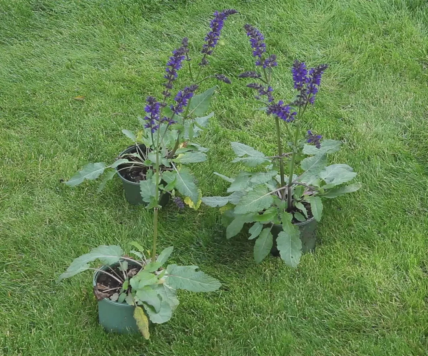Salbei - Einpflanzen im Garten
