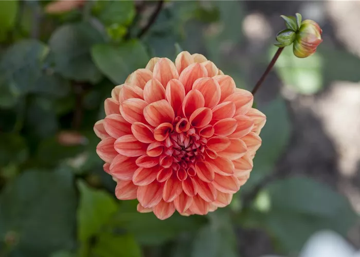 Dahlien: verblühtes abschneiden