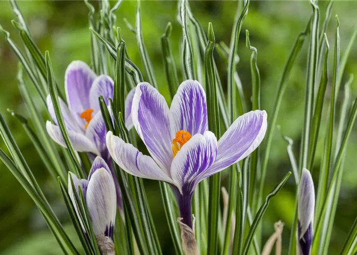 Pflanzzeit für Herbst-Krokusse