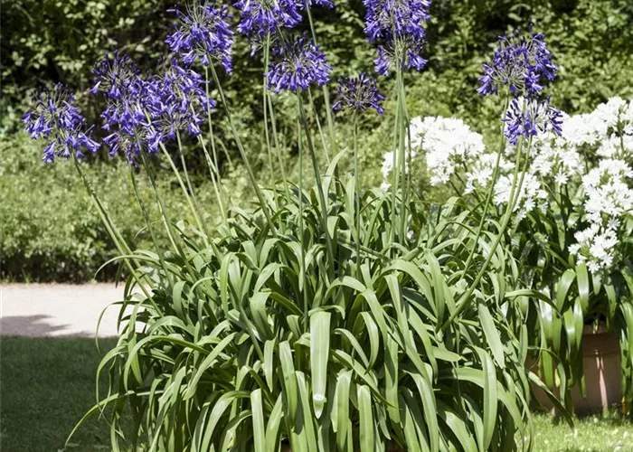 Schmucklilien umtopfen