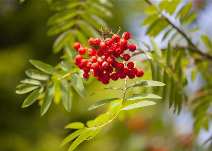 Sträucher für den naturnahen Garten