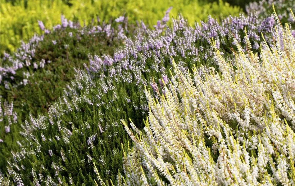 Calluna vulgaris