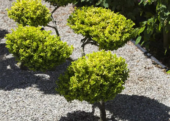 Gartenarbeit leicht gemacht: richtig Mulchen mit Kies