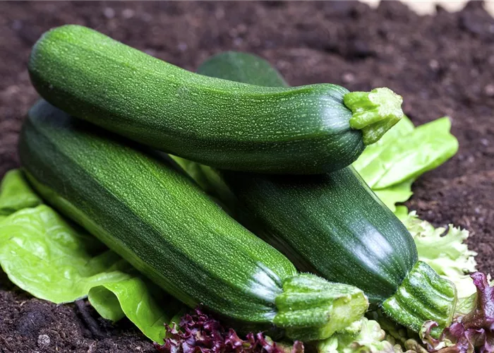 Tricks für reiche Zucchiniernte