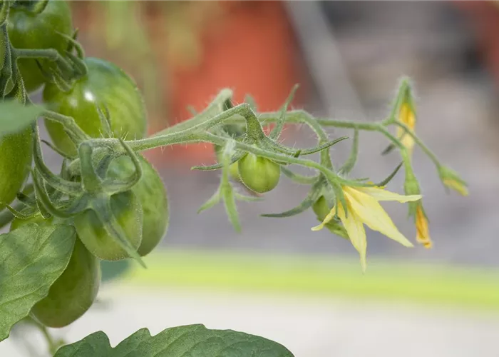 Tomaten ausgeizen