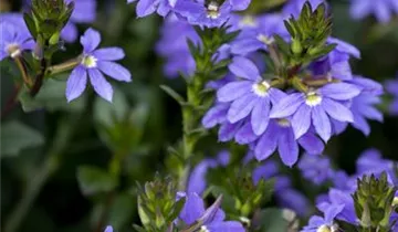 1A Garten Krauss