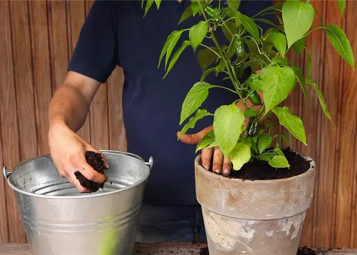Paprika - Einpflanzen in ein Gefäß