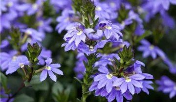 1A Garten Krauss