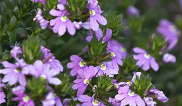 1A Garten Krauss