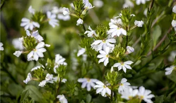 1A Garten Krauss