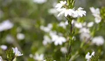 1A Garten Krauss