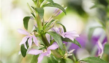 1A Garten Krauss