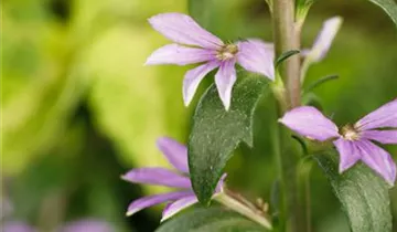 1A Garten Krauss