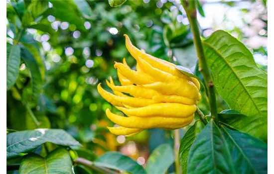 Citrus medica, Stamm