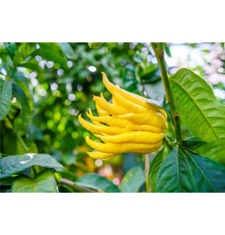 Buddha's Hand