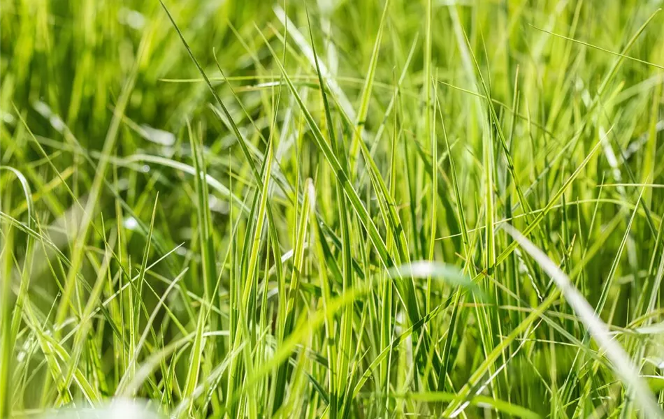 Carex grayi