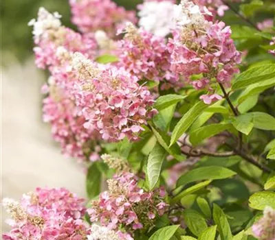 Hydrangea paniculata 'Pinky Winky'®