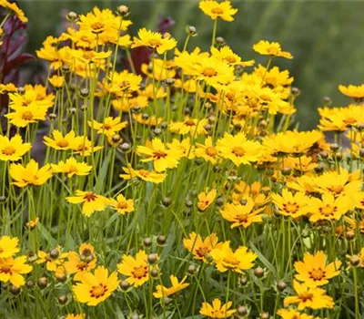 Coreopsis grandiflora