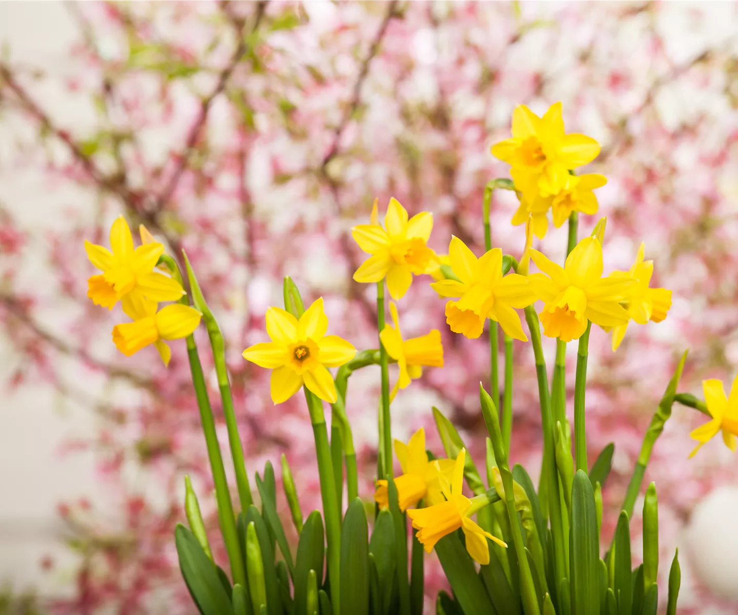 Kleiner Garten – machen Sie ihn groß