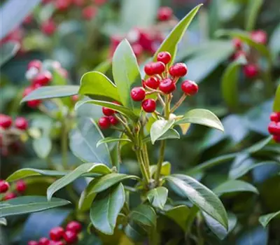 Skimmia japonica