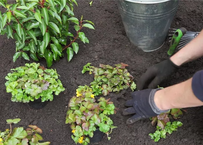 Golderdbeere - Einpflanzen im Garten