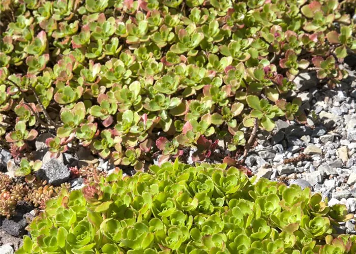 Sedum: Pflanze für schwierige Ecken