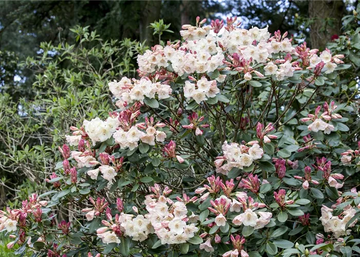 Rhododendron verjüngen