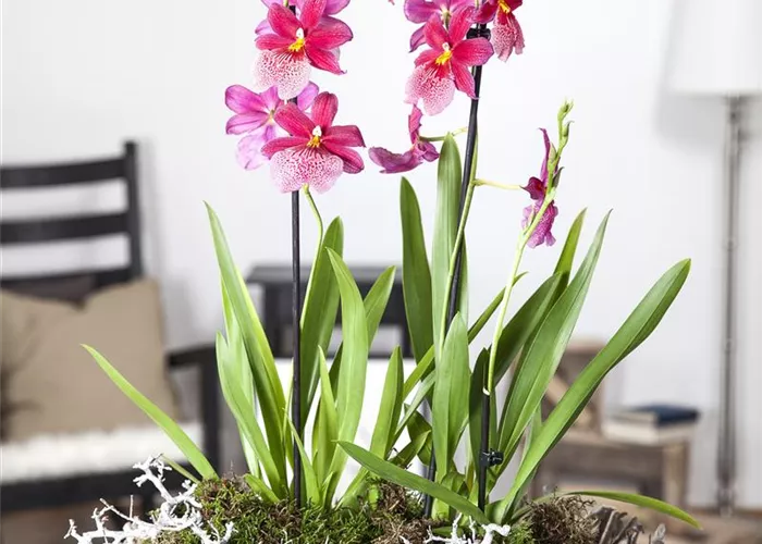 Indoorgarden, der Kleinstgarten mitten in der Stadtwohnung