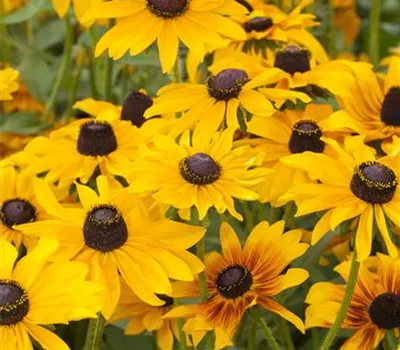 Rudbeckia hirta