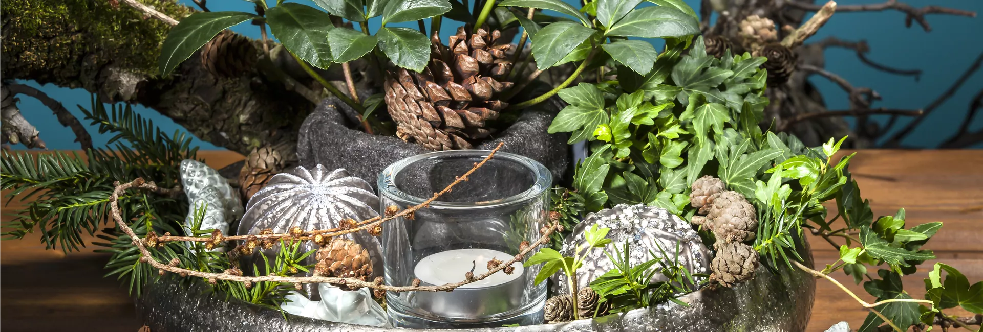 1A Garten Krauss Pflanzen aus der Oberpfalz