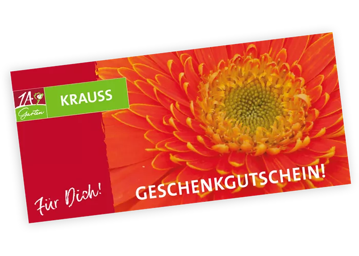 Gutschein Gerbera