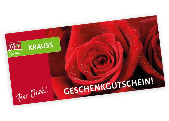Gutschein Rote Rosen