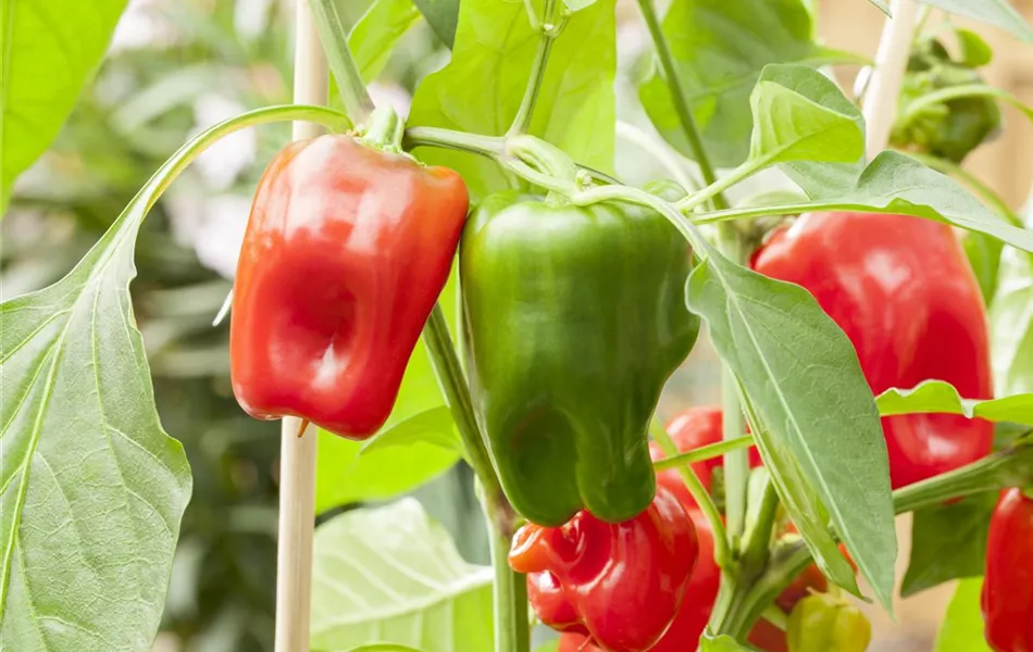 Capsicum annuum 'Pick a Pep'®