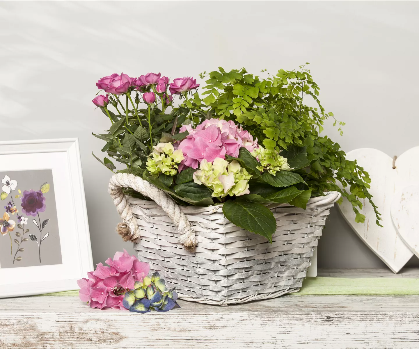 Die beliebtesten Zimmerpflanzen