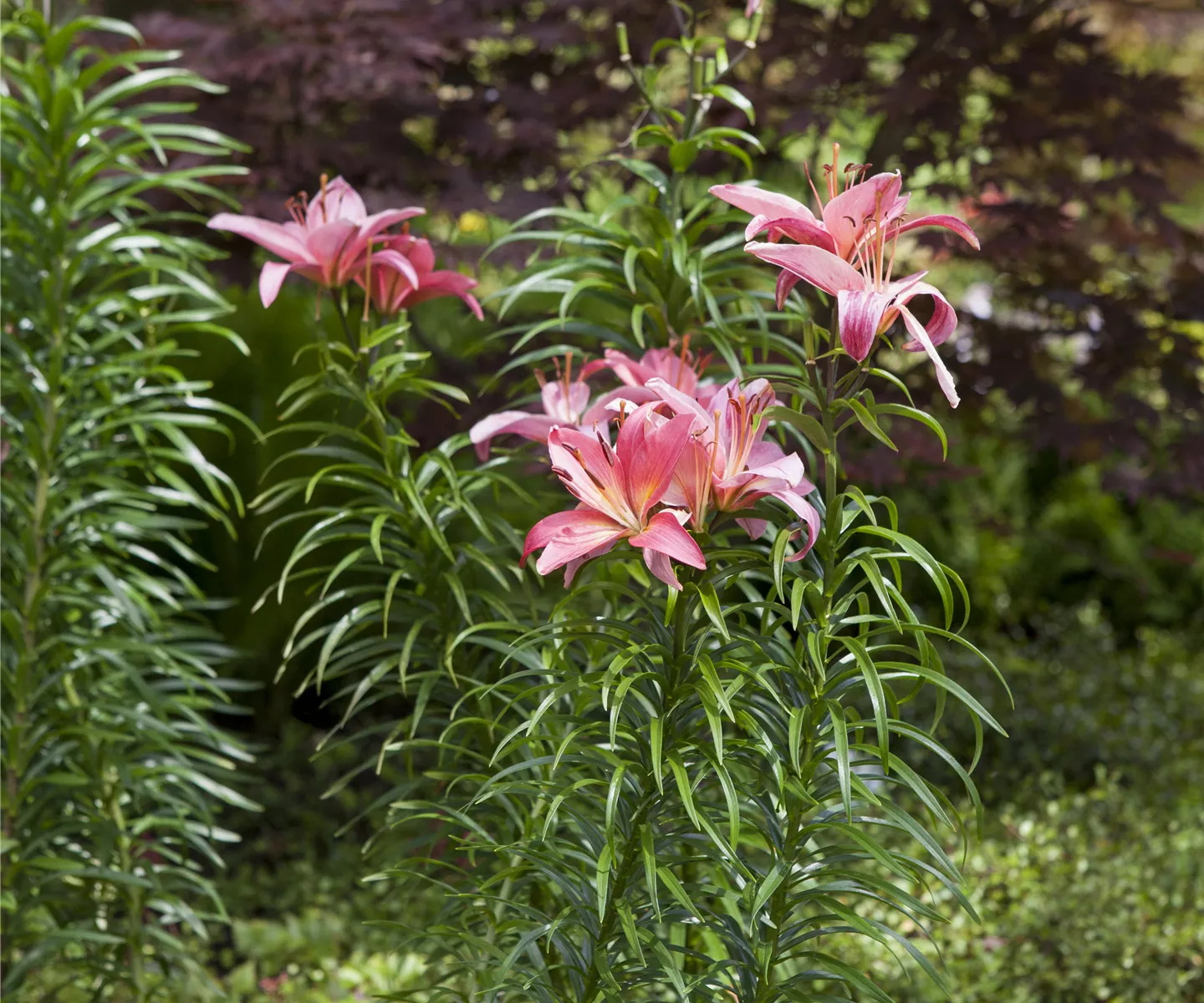 Pflanzzeit für Lilien