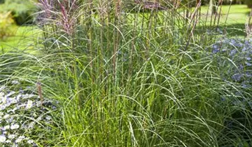 1A Garten Krauss