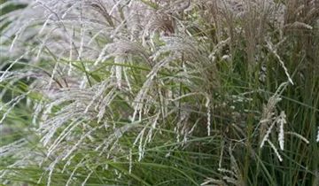 1A Garten Krauss