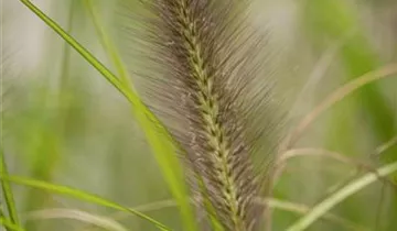 1A Garten Krauss