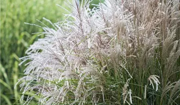 1A Garten Krauss