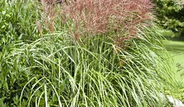 1A Garten Krauss