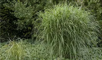 1A Garten Krauss