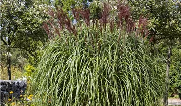 1A Garten Krauss