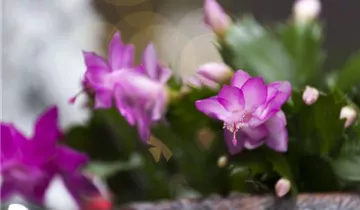 1A Garten Krauss